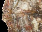 Top Quality Madagascar Petrified Wood Slab - x #12655-2